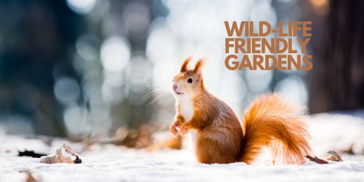 A  Wildlife-Friendly Garden