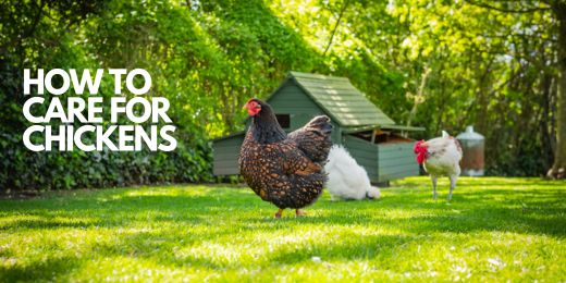 How to Care for Chickens: A Guide for Beginners