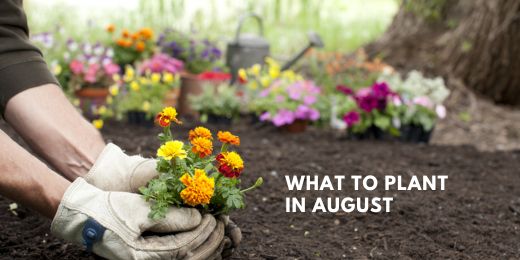 What to Plant in August. Maximising Your Garden Potential in the UK