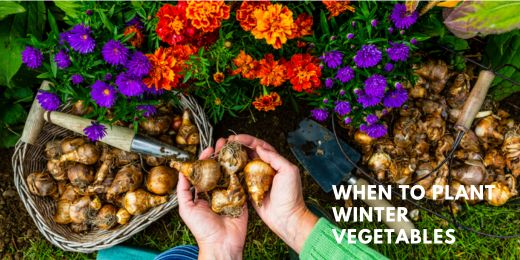 When to Plant Winter Vegetables in the UK