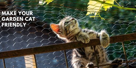 Creating a Safe Haven: How to Make Your Garden Cat-Friendly