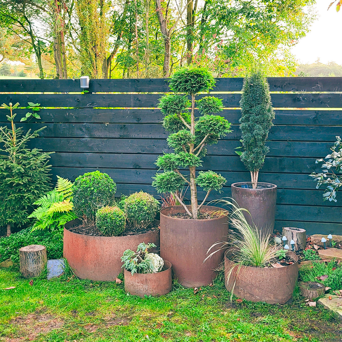 Bellamy Circular Rustic Steel Planter & Tree Ring