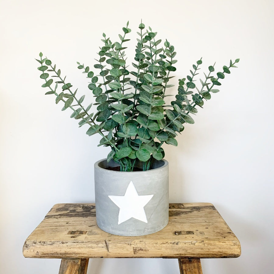 Indoor Plant Cement Planter With Star - Indoor Outdoors