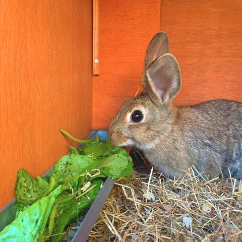 Jake's Farm Yard Pet Rabbit Starter Kit | Indoor Outdoors - Indoor Outdoors